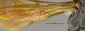 Media type: image;   Entomology 28150 Aspect: Wing hind
